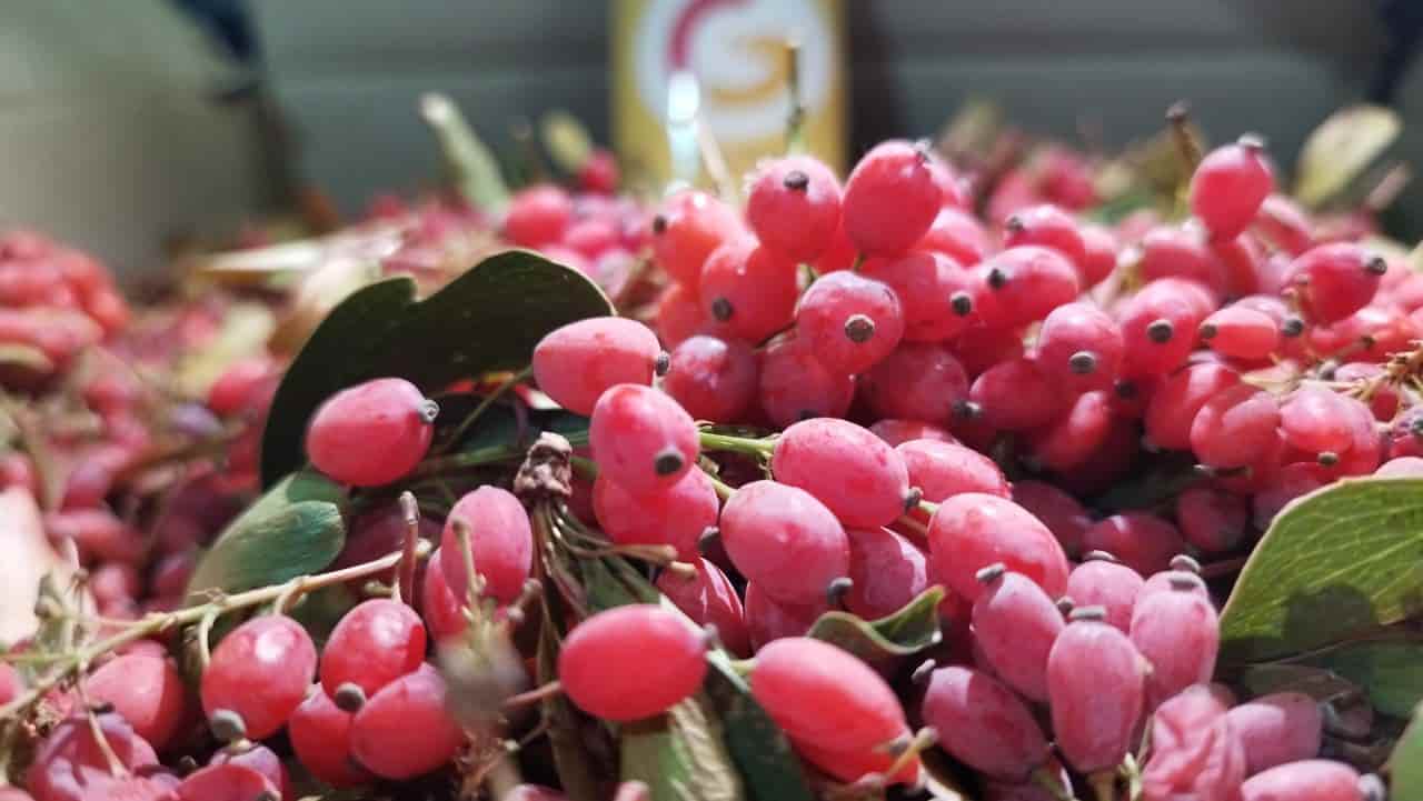 تصویر 4 از زرشک پلویی تازه با طعم بی‌نظیر و طبیعی